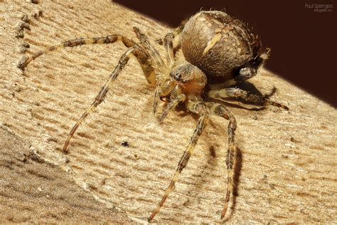 The Chimerarachne, a newly discovered primitive arachnid species wi