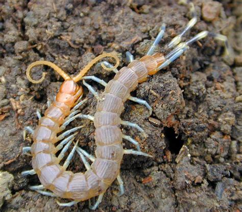 Centipedes (from Neo-Latin centi-, "hundred", and Latin pes, pedis, "foot") are predatory arthropods belonging to the class Chilopoda (Ancient Greek χεῖλος, kheilos, lip, and Neo-Latin suffix -poda, "foot", describing the forcipules) of the subphylum Myriapoda, an arthropod group which includes millipedes and other multi-legged animals. Centipedes …. 