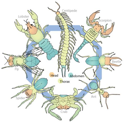 A range of Cambrian arthropods share a prominent limb at the front of the head referred to as the "great appendage" ().They include the Anomalocarididae and Cambrian euarthropods such as Yohoia, Leanchoilia, Jiangfengia, and Fortiforceps and are usually interpreted as a paraphyletic group within the crown, basal to chelicerates, and the great appendage to be homologous with the chelicera .... 