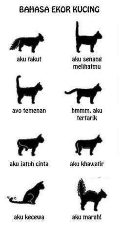 Arti ekor kucing berdiri tegak. .  ...