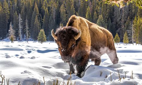 Artic buffalo. Storm and his pack of wolves find a challenge when they need to face an entire herd of buffaloes in a deadly stand off. Subscribe to BBC Earth for more amazi... 