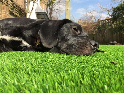Artificial lawn dog. Best way to lay artificial grass for dogs. Artificial grass tiles for dogs. FAQs. Why artificial turf is a good idea? No Digging in the Yard: As every dog owner with a yard knows (and those without one, we really feel for … 