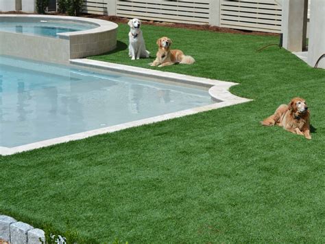 Artificial turf for dogs. 1. Is real grass or artificial grass better for dogs? In several ways, artificial turf is better for dogs than natural grass. For instance, you do not have to worry about your dog digging up the yard and leaving a mess. You also do not have to worry about your dog eating the grass. Artificial grass is generally safer for dogs, too. 