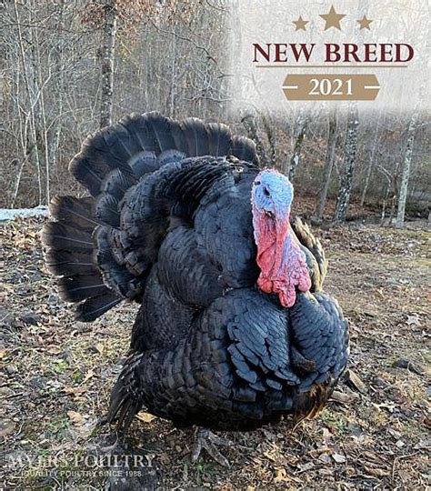 Artisan Gold Turkeys Poultry for Sale Shop Online