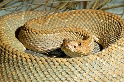 The Aruba Rattlesnake or Cascabel (in Papiamento) is a venomous pitviper subspecies found only on Aruba. They are mostly limited to the rocky, dry southern tip of the island.. 