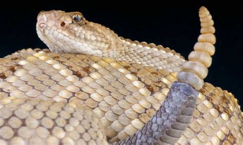 The Aruba Island rattlesnake Crotalus unicolor Species Survival Plan: a case history in ex situ and in situ conservation - Odum - 2015 - International Zoo Yearbook - Wiley Online Library..