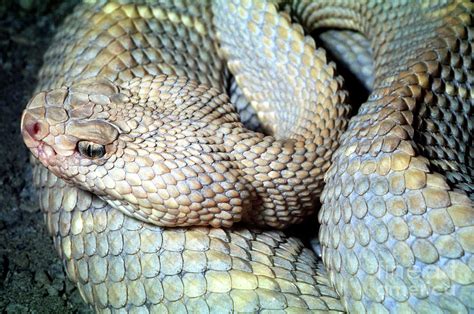 Aruban rattlesnake. Things To Know About Aruban rattlesnake. 