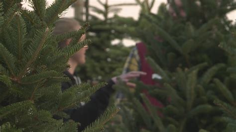 Arvada nursery donating Christmas trees to families in need