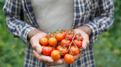 Arzt zählt Tomaten zu der größten Gefahr unserer …