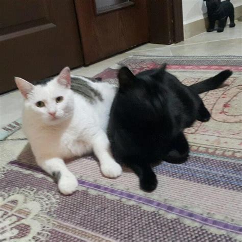 Arzu Mutluluk Profiles Facebook.