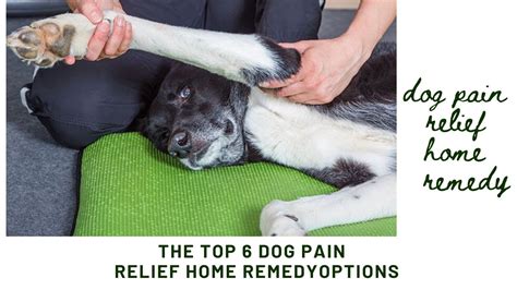 As a result, CBD could be used as a new alternative therapy to relieve pain in dogs suffering from OA