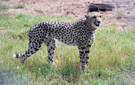 As another cheetah dies in India, authorities try to get ambitious conservation project on track
