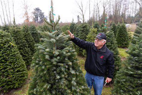 As climate warms, that perfect Christmas tree may depend on growers’ ability to adapt