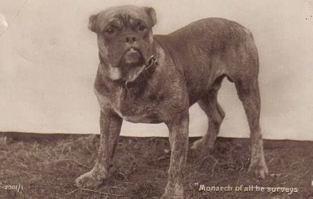 As direct descendants of the extinct German Bullenbeissers, a Tibetan line of mastiffs, they arrived in the U