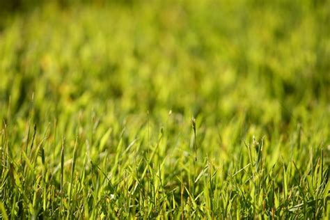 As drought batters Arizona, Scottsdale bans new grass lawns