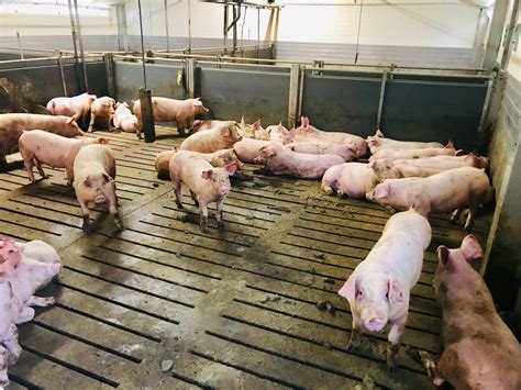 As great market of China opens up, Irish pig farmers …