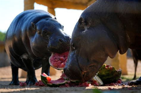 As heat wave bears down, Greek zoo serves frozen meals to animals
