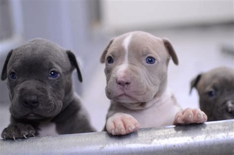 As many as 27 pit bull puppies in August used terminal cancer patient