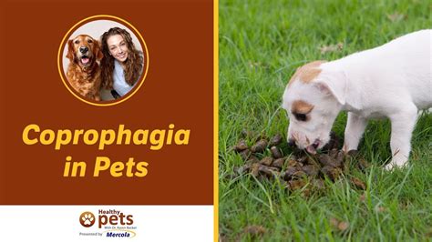 As mentioned above, Coprophagia means 