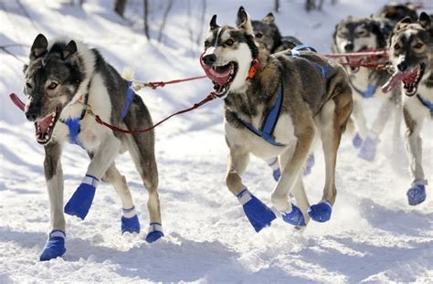 As mushers wait for snow, organizers consider postponing Beargrease sled dog race