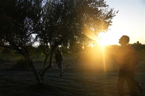 As price of olive oil soars, chainsaw-wielding thieves target Mediterranean’s century-old trees