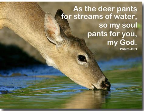 As the deer panteth for the water. - The college board international student handbook 2008.