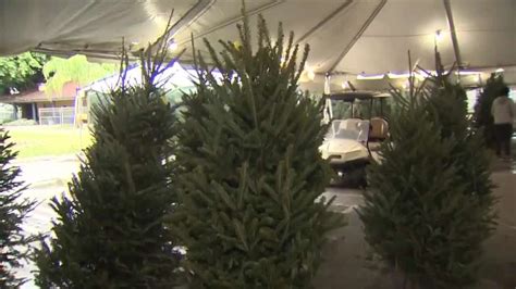 As the holiday season kicks off, Boys and Girls Club of Miami-Dade sells Christmas trees