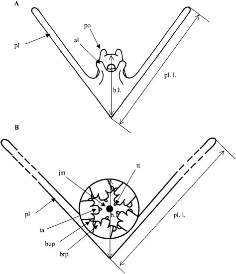 As the larva of Ophiothrix