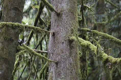 As tree species face decline, ‘assisted migration’ gains popularity in Pacific Northwest