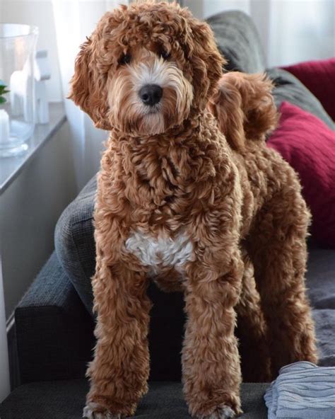 
As you might have guessed, this dog is a cross between poodle and Labrador parents — and the result is an adorable bundle of joy with a sweet, gentle personality