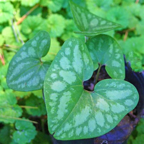 Asarum arifolium Little Brown Jugs from Sandy