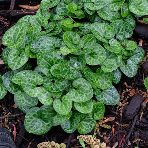 Asarum harperi Harper