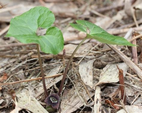 Asarum sieboldii - Useful Temperate Plants - The Ferns