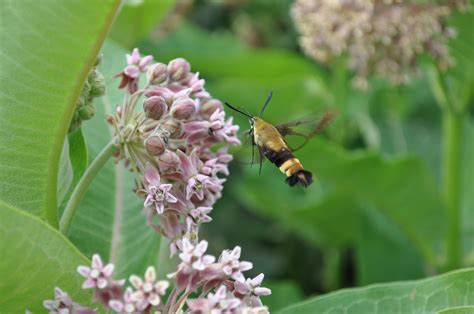 Experimental pollinations of Asclepias tuberosa L., the first for this species and second large-scale effort for the genus, reveal trends toward local population differentiation. The species possesse.... 