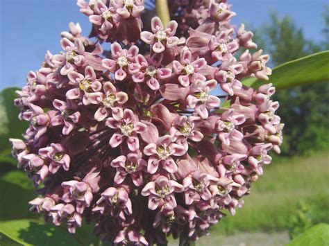 Asclepias syriaca (common milkweed): Go Botany