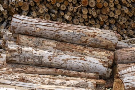 codini.rgarabwor.edu.pl. 