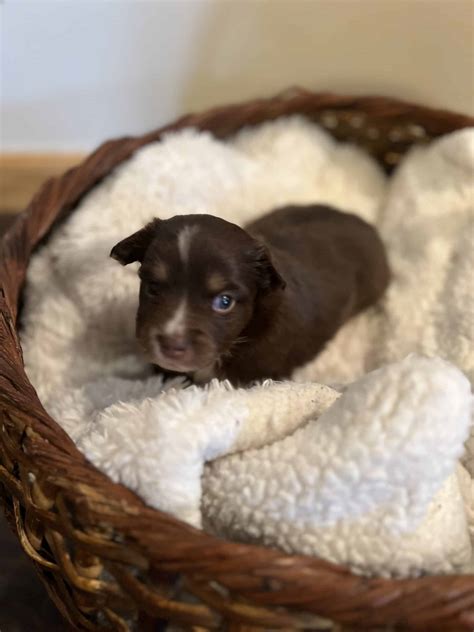 Asdr registered. These ckc and asdr registered standard babies made their appearance 11/20 and will available after the new year. Lots of reds. Only 1 blue merle and 1 black bi, both are boys. Rest are red merles,... 