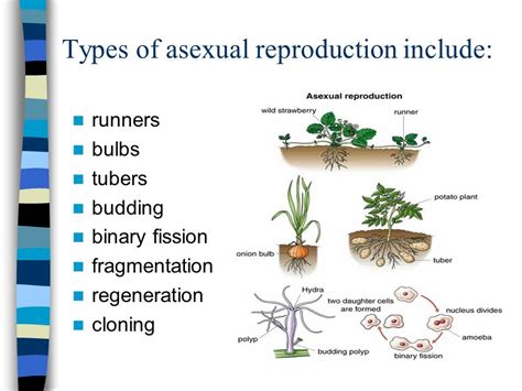 Asexual Reproduction in Plants - Definition, Types, …