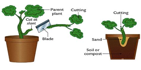 Asexual reproduction in plants - Propagating and growing