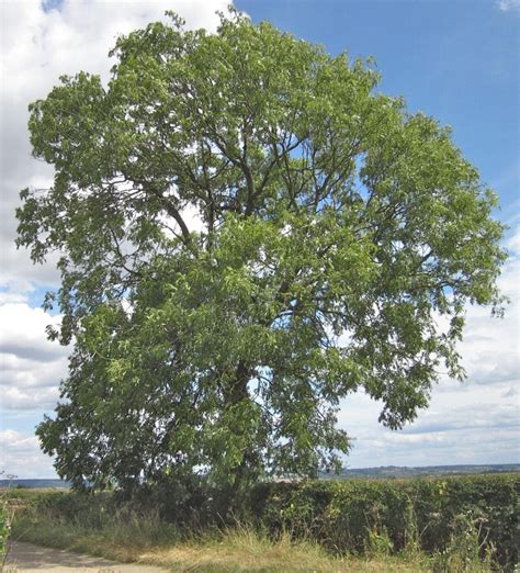 Ash Tree Identification: Which Ash Tree Do I Have