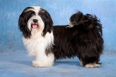 Havanese, the only dog breed native to Cuba, are