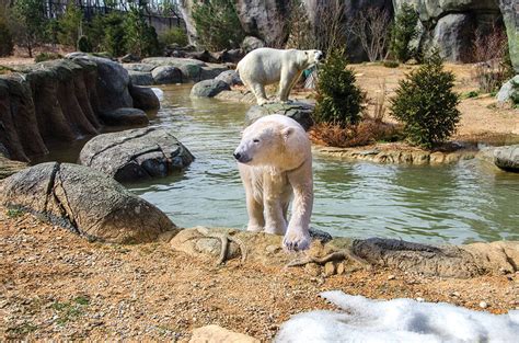 Asheboro zoo. Located at the foot of the picturesque Uwharrie Mountains, the Zoo is just outside Asheboro, NC. Guests can discover more than 1,600 animals and 52,000 plants throughout our 500-acre conservation ... 