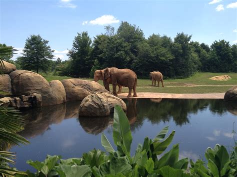 Asheboro zoo nc. The North Carolina Zoo participates in multiple efforts to protect wild elephants in West Africa from poaching and conflict with local farmers. View Details The North Carolina Zoo 800.488.0444 4401 Zoo Parkway, Asheboro, NC 27205 