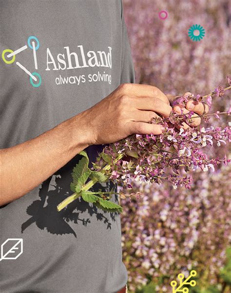 Ashland american clary sage essential oil