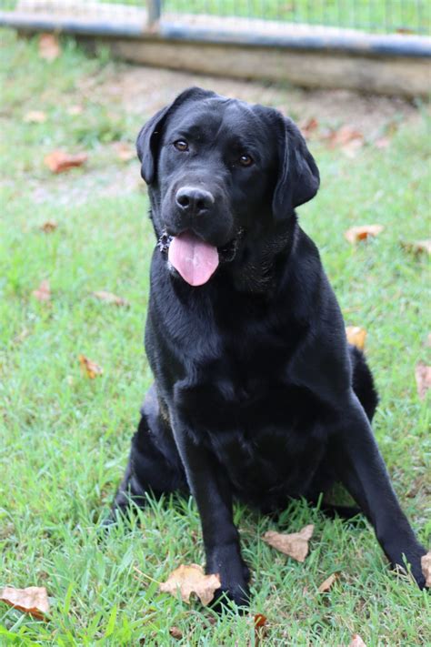ASHLAND LABRADOR RETRIEVERS & GERMAN SHORTHAIRED POINTERS - Coat Colors. Labrador Retriever coat colors are black, chocolate and yellow as recognized within ALL written breed standards including AKC and FCI. This article is not going to go into the depth of canine coat color genetics, but rather keep things simple and within reason for most people.. 