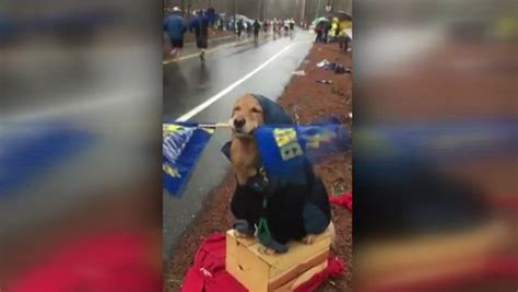 Ashland leaders reject proposal to build memorial for marathon dog, Spencer