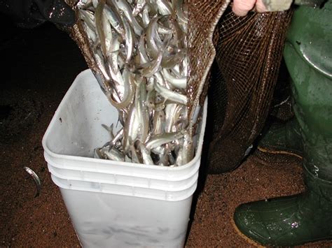 May 13, 2022 · The smelt population plunged in the 1980s, when larger predator fish, especially lake trout, recovered in Lake Superior. State officials had also stocked the lake with salmon, which preyed on the ...
