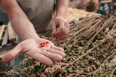 Ashwagandha biverkningar