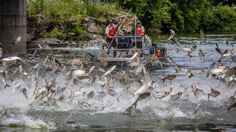 Asian Carp Invasion - METCALF SCIENCE