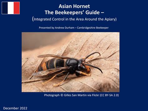 Asian Hornet The Beekeepers’ Guide